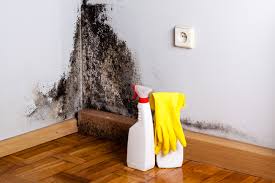 Professional Mold Inspection in Petal, MS